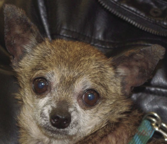 Pets of the Week: Percy